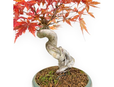 Bonsai di acero da 25 cm | Vaso tondo verde