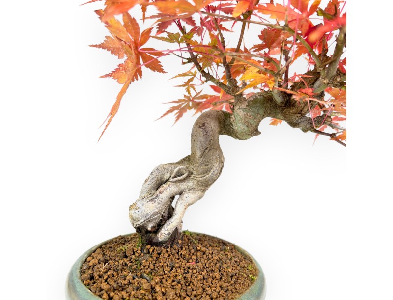 Bonsai di acero da 25 cm | Vaso tondo verde