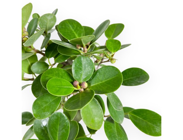 Ficus bonsai, 43 cm | Blue rectangular pot 2