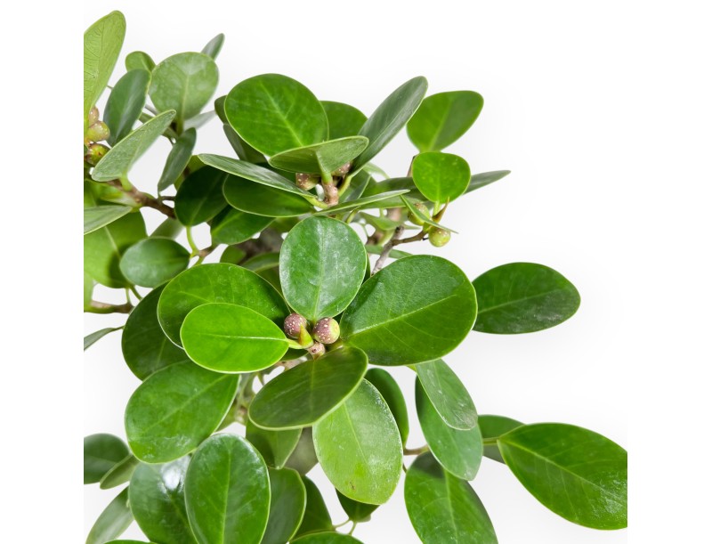 Ficus bonsai, 43 cm | Blue rectangular pot