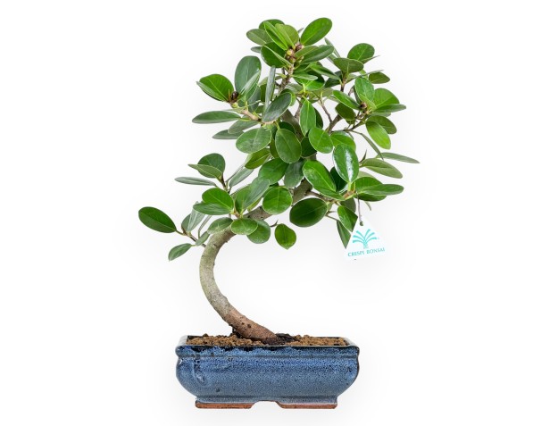 Ficus bonsai, 43 cm | Blue rectangular pot