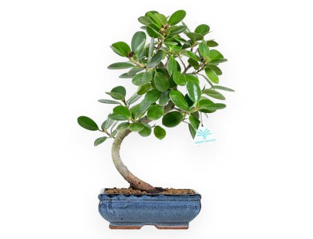 Ficus bonsai, 43 cm | Blue rectangular pot