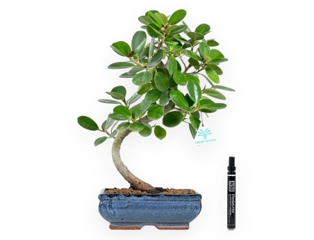 Ficus bonsai, 43 cm | Blue rectangular pot