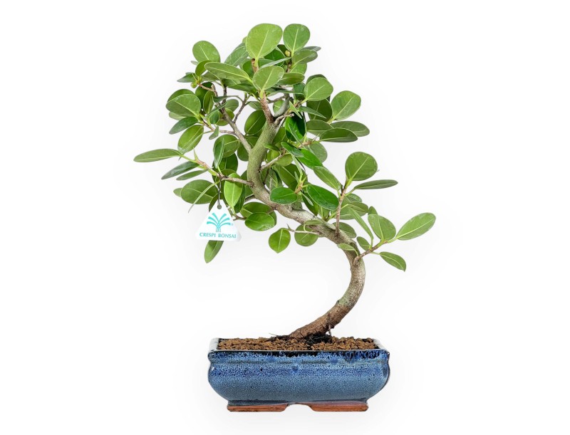 Ficus bonsai, 43 cm | Blue rectangular pot
