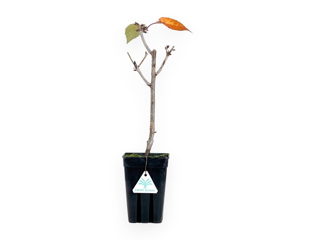 Werkplant van prunus van 41 cm | Plastic pot