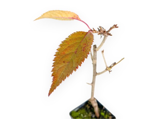 Werkplant van prunus van 41 cm | Plastic pot 2