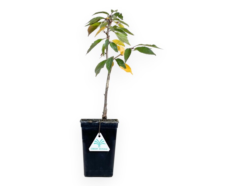 Planta para trabajar de prunus de 43 cm | Maceta de plástico