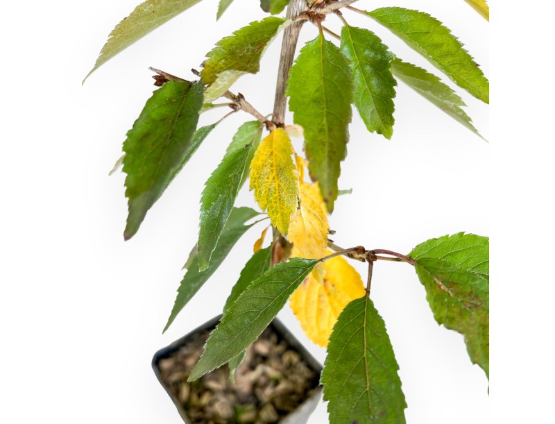 Planta para trabajar de prunus de 43 cm | Maceta de plástico