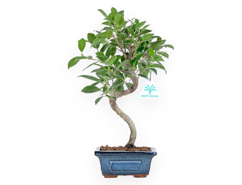 Bonsai di ficus da 33 cm | Vaso rettangolare blu