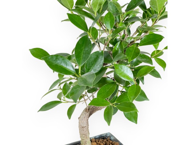 Bonsai di ficus da 33 cm | Vaso rettangolare blu 2