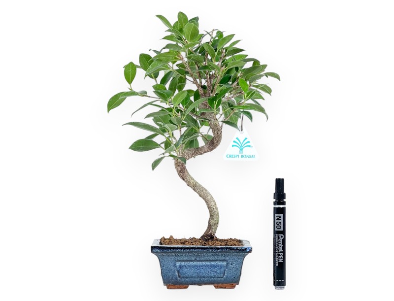 Bonsai di ficus da 33 cm | Vaso rettangolare blu