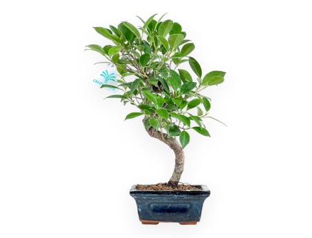 Bonsai di ficus da 33 cm | Vaso rettangolare blu