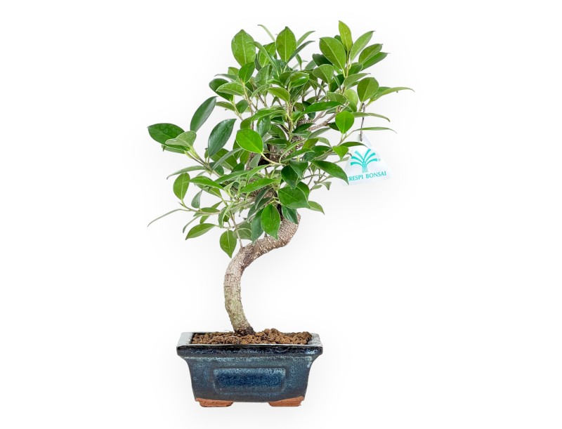Bonsai di ficus da 33 cm | Vaso rettangolare blu