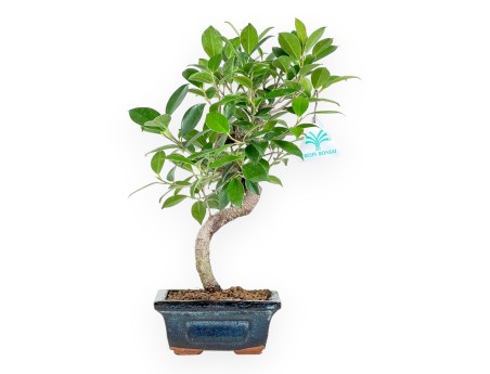 Bonsai di ficus da 33 cm | Vaso rettangolare blu