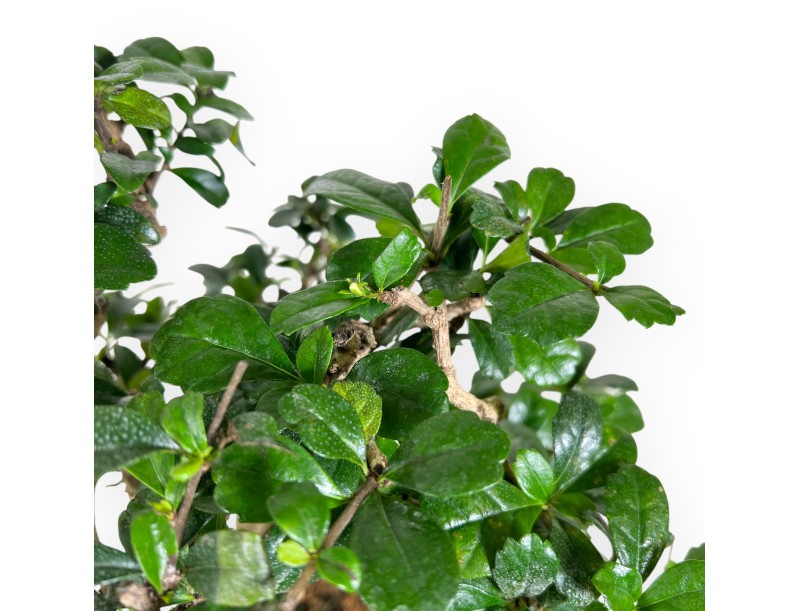 Bonsai di Carmona da 39 cm | Vaso ovale blu