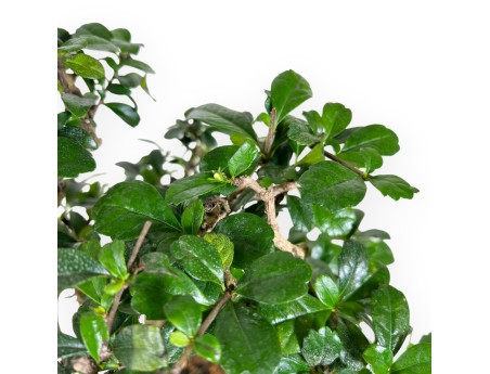 Bonsai di Carmona da 39 cm | Vaso ovale blu