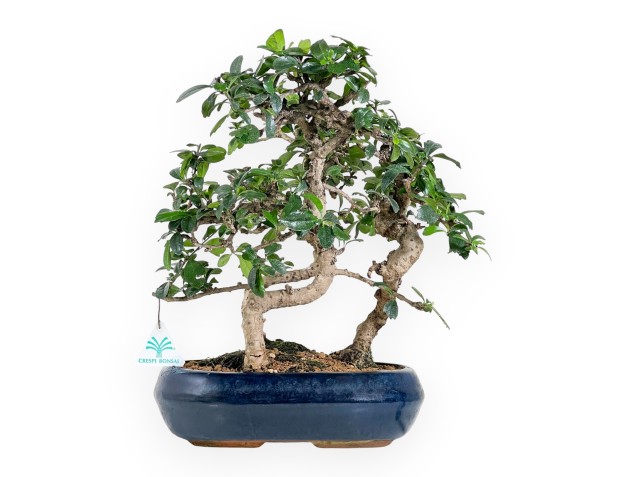 Carmona bonsái de 39 cm | Maceta oval azul