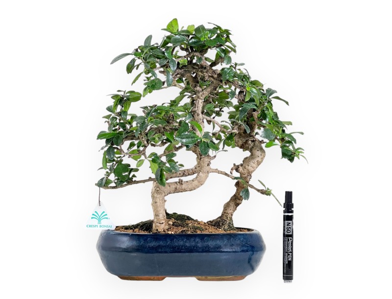 Bonsai di Carmona da 39 cm | Vaso ovale blu