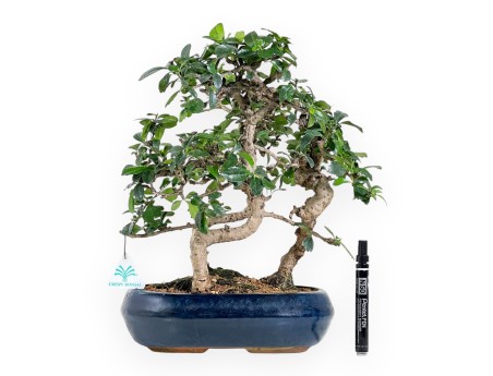 Bonsai di Carmona da 39 cm | Vaso ovale blu