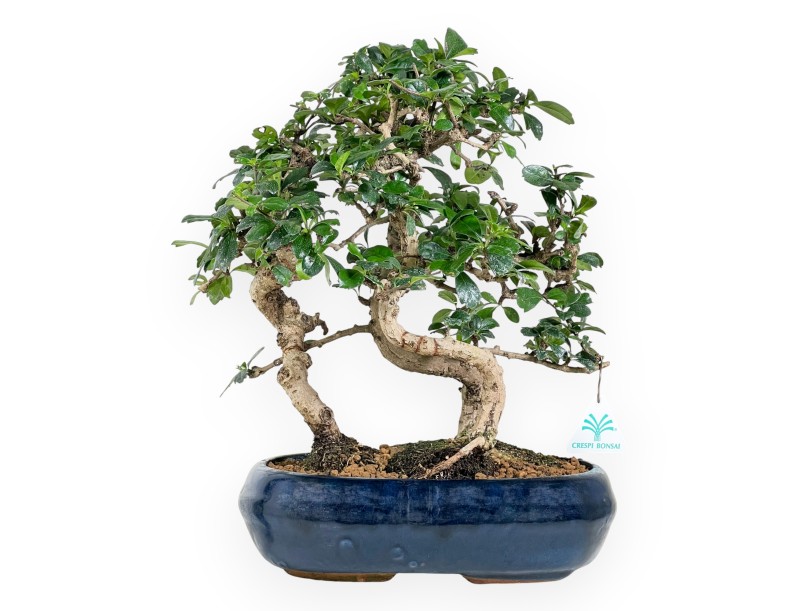 Bonsai di Carmona da 39 cm | Vaso ovale blu