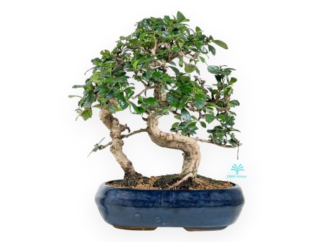 Bonsai di Carmona da 39 cm | Vaso ovale blu