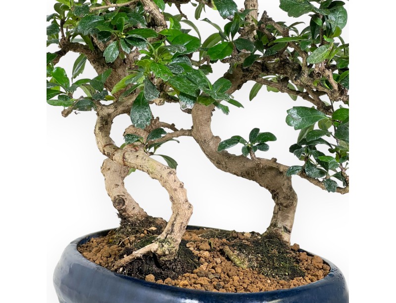 Bonsai di Carmona da 39 cm | Vaso ovale blu
