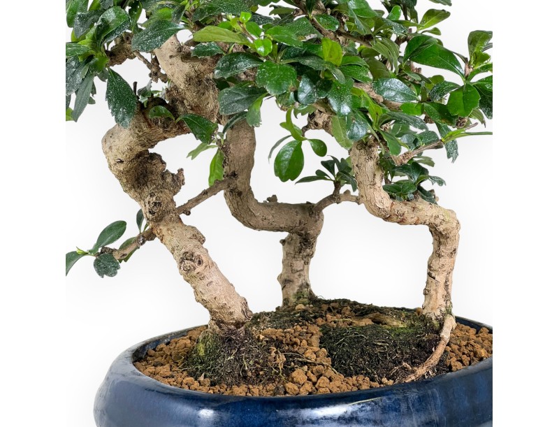 Bonsai di Carmona da 39 cm | Vaso ovale blu