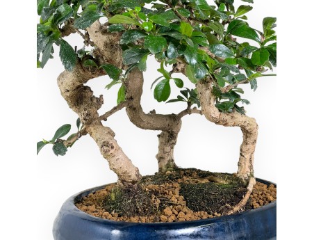 Bonsai di Carmona da 39 cm | Vaso ovale blu