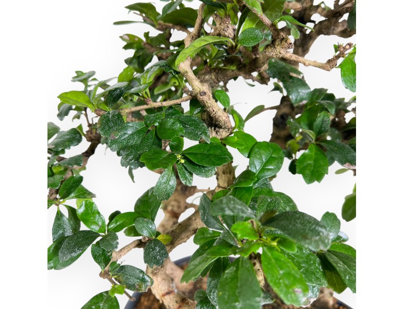 Bonsai di Carmona da 39 cm | Vaso ovale blu