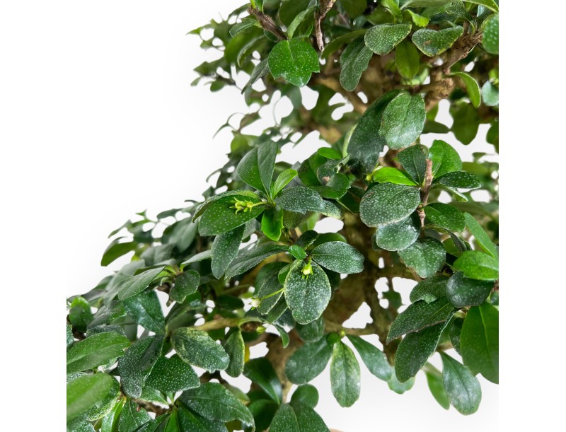 Bonsai di Carmona da 50 cm | Vaso rettangolare blu scuro