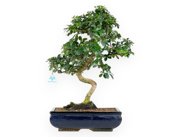 Carmona bonsai von 50 cm | Rechteckiger dunkelblau Topf