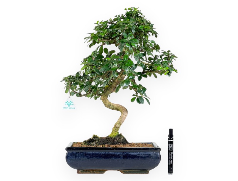 Carmona bonsai, 50 cm | Dark blue rectangular pot