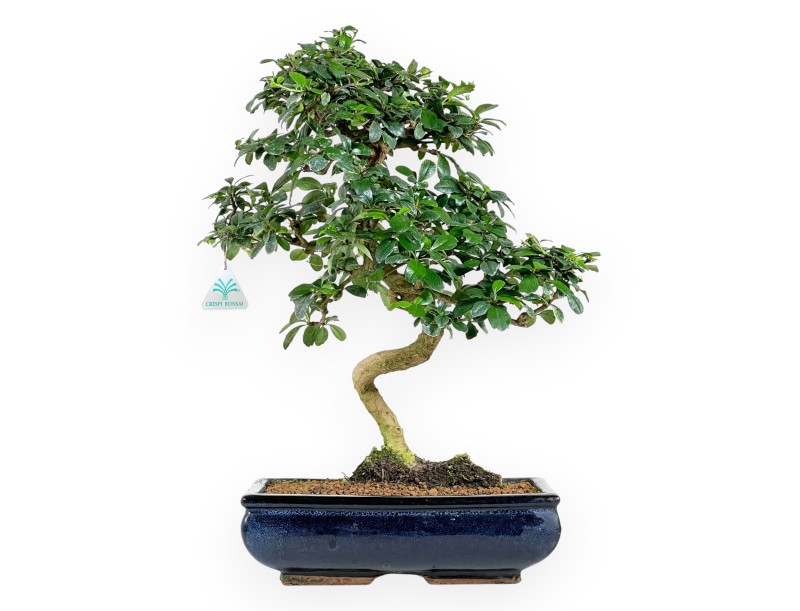 Carmona bonsai von 50 cm | Rechteckiger dunkelblau Topf