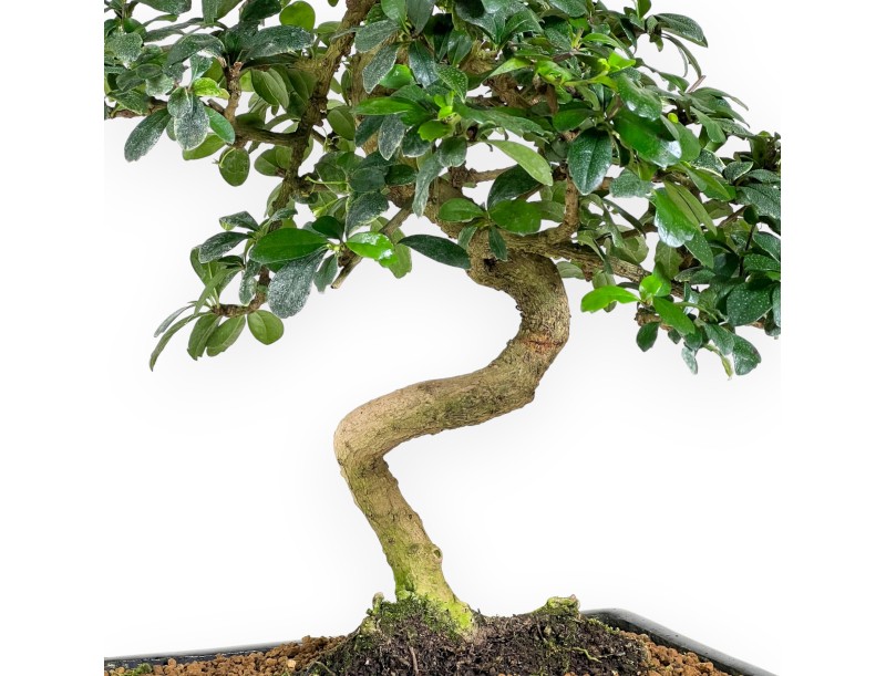 Carmona bonsai van 50 cm | Rechthoekige donkerblauw pot