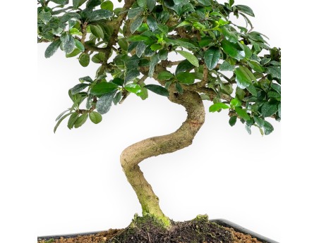 Carmona bonsai van 50 cm | Rechthoekige donkerblauw pot