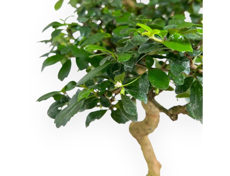 Bonsai di Carmona da 50 cm | Vaso rettangolare blu scuro