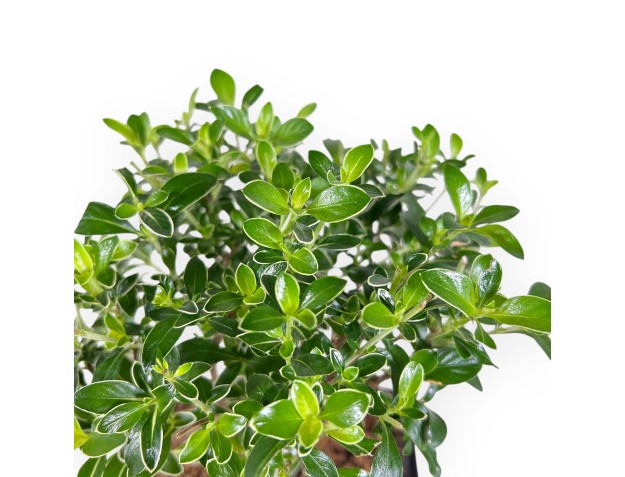 Serissa Foetida Variegata - Serissa - 27 cm 2