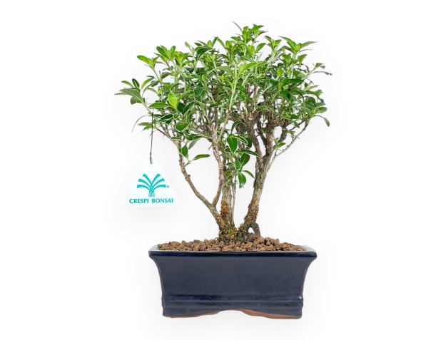 Serissa Foetida Variegata - Serissa - 27 cm