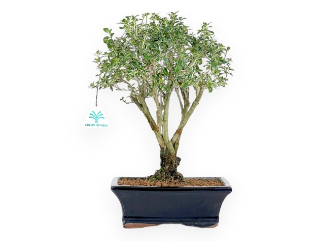 Bonsai di serissa da 38 cm | Vaso rettangolare blu scuro