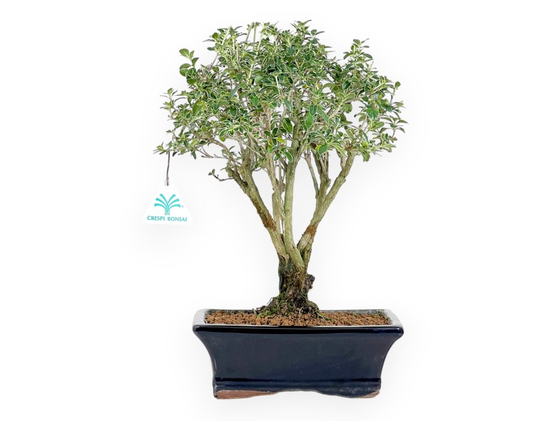 Serissa bonsai von 38 cm | Rechteckiger dunkelblau Topf