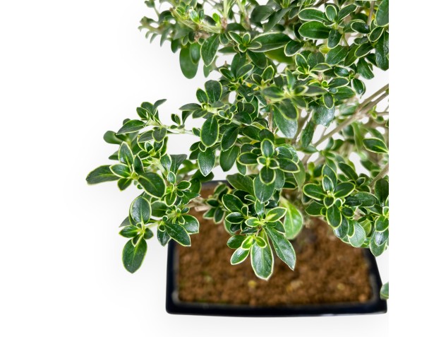 Bonsai di serissa da 38 cm | Vaso rettangolare blu scuro 2