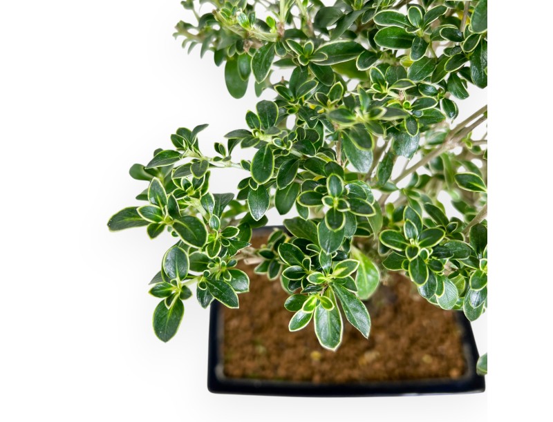 Serissa bonsai von 38 cm | Rechteckiger dunkelblau Topf