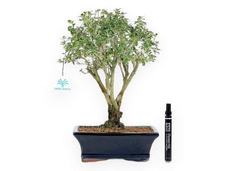 Bonsai di serissa da 38 cm | Vaso rettangolare blu scuro