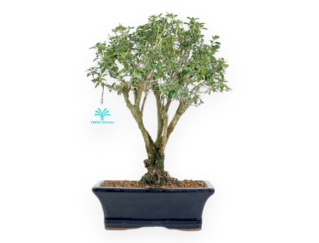 Bonsai di serissa da 38 cm | Vaso rettangolare blu scuro
