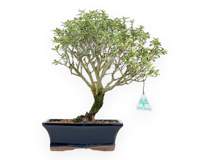 Bonsai di serissa da 38 cm | Vaso rettangolare blu scuro