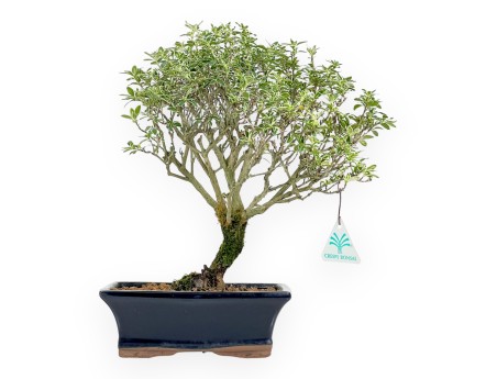Serissa bonsai von 38 cm | Rechteckiger dunkelblau Topf