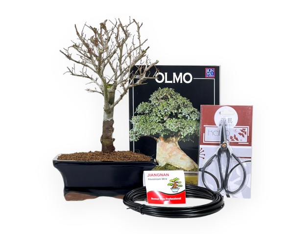Kit de inicio de Ulmus parviflora