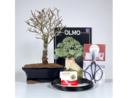 Kit de démarrage Ulmus parviflora pour débutants