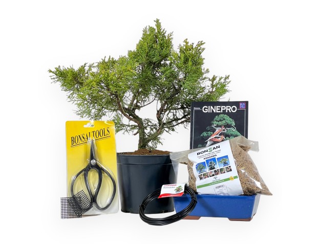Kit de inicio Juniperus chinensis