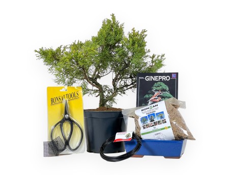 Kit start Juniperus chinensis